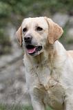 LABRADOR 860